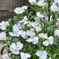 ナデシコ,白い花,ピンクの花,花のある暮らし,植物と暮らすの画像