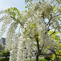フジ,藤の花 白,白野田藤,白フジ,シロノダフジの画像