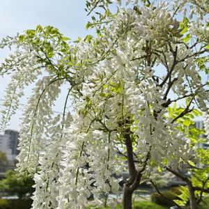 フジ,藤の花 白,白野田藤,白フジ,シロノダフジの画像