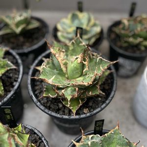 アガベ,アガベ チタノタ シーザー,水やり,室内管理,鋸歯の画像