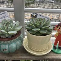 ベランダー,多肉女子,GS植物うちなーぐち会,ペコちゃん祭り,まつぴよ さんありがとうの画像