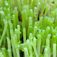 豆苗,観葉植物,インテリアグリーン,リボベジの画像