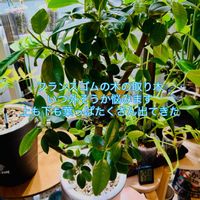 フィカス,フィカス・ルビキノーサ,森林浴,熱帯植物,取り木の画像