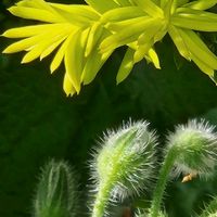 サギソウの画像