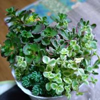 多肉植物,ベランダガーデン,多肉初心者,癒し,セダム寄せ植えの画像