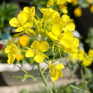 ハーブ,野草,黄色い花,いつもありがとう♡,ありがとうの画像