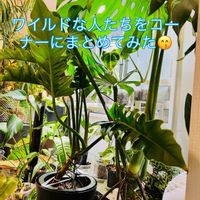 アンスリウム,モンステラ,エバーフレッシュ,フィロデンドロン,モンステラ デリシオーサの画像