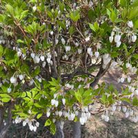 ドウダンツツジの画像