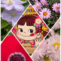 クレマチス,クレマチス,クレマチス,クレマチス,ラナンキュラスの画像