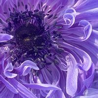 アネモネ,ご近所にて,キンポウゲ科の画像