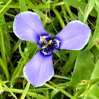 チリアヤメ,ツルニチニチソウ,アカバナユウゲショウ,キツネアザミ,オオマツヨイグサの画像