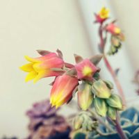 七福神,多肉植物,癒し,グリーンのある暮らし,GSのみなさんに感謝♡の画像