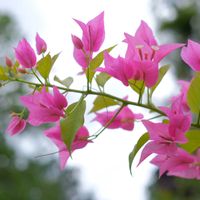 ブーゲンビリア,イカダカズラ,ピンクの花,南国の花の画像