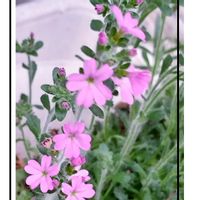 ドウダンツツジ,ムスカリ,クレロデンドルム・ブルーウィング,岩唐草,花のある暮らし♡の画像