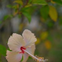 ハイビスカス,散歩道,南国の花,パラオのハイビスカスの画像