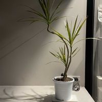 ドラセナ・コンシンネ,ドラセナ・コンシンネ,トイレ・洗面所の画像