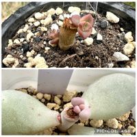 星美人,チョコレート,多肉の赤ちゃん,多肉植物,庭の画像