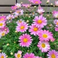 バーベナ,ポピー,マーガレット,ミセバヤ, ノースポールの画像