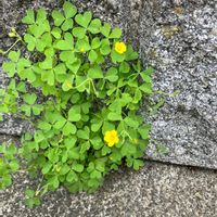 カタバミの画像