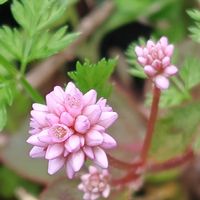 ヒメツルソバ,姫蔓蕎麦,花のある暮らし,植中毒,花自慢の画像