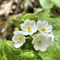 サンカヨウ,サンカヨウ,シラネアオイ,シラネアオイ,オサバグサの画像