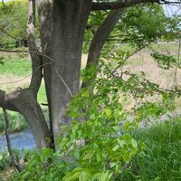 アジアンタムの画像