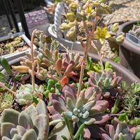 多肉植物,かわいい,きれい,三重県,松阪市の画像