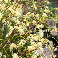 グレビレア,オザキフラワーパーク,オージープランツ,季節の花,花のある暮らしの画像