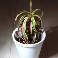 ドラセナ,ドラセナ コンシンネ キュンティ,観葉植物,ドラセナ属,キジカクシ科の画像