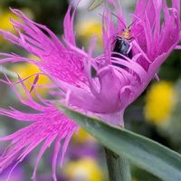 ナデシコの画像