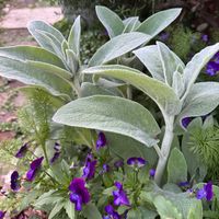 ラムズイヤー,ビオラ,メネシア,地植え,❤️いいね、ありがとうの画像