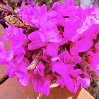 ハナズオウ,庭の画像