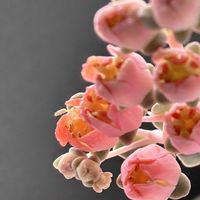 エケベリア,ぺったん,多肉植物,エケベリア属,多肉植物 エケベリアの画像