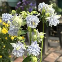 ブルーデージー,斑入りブルーデージー,ニーレンベルギアオーガスタブルーリング,ニーレンベルギア オーガスタ ブルー,オダマキ　カスティールブルーの画像