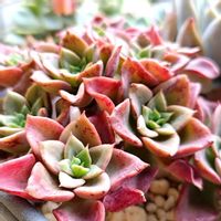 ノーブル,多肉植物,多肉のある暮らし,植中毒,タニラーの画像