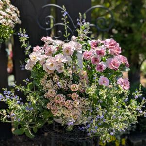 アリッサム,斑入りベロニカ　ミッフィーブルート,寄せ植え,花のある暮らし,ビオラ・パンジーの画像