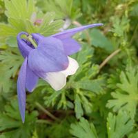 アジュガ,オオイヌノフグリ,ブラキカム,ミヤマオダマキ,深山苧環（ミヤマオダマキ）の画像