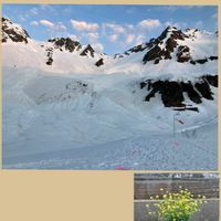 ツツジ,ボタン,ボタンの画像