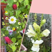 カモミール,カモミール,ストロベリーキャンドル,ストロベリーキャンドル,金魚草の画像