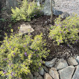 ミントブッシュ,斑入りミントブッシュ　ミラクルスター,観察,地植え,グリーンの画像