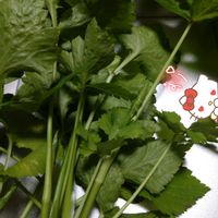 三つ葉,地植え,プランター,庭からの恵み,こぼれ種からの画像