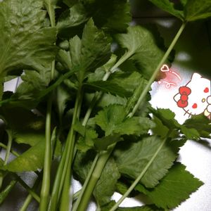 三つ葉,地植え,プランター,庭からの恵み,こぼれ種からの画像