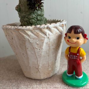 多肉植物,ガガイモ科,素敵便,ポケモン,ありがとう♡の画像