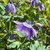 ミヤマオダマキ,ミヤマオダマキ,クマガイソウ,クマガイソウ,コンロンソウの画像