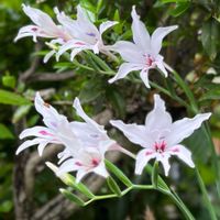 シレネ,ゼラニウム,ローズゼラニウム,春咲きグラジオラス,シレネ ガリカの画像