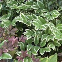 アマドコロ,ギボウシ,ヘンリーツダ,花のある暮らし,愛媛県の画像