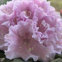 西洋シャクナゲ スーパーローディー,スーパーローディーダブルブーケ,花のある暮らし,春のお花,小さな庭の画像