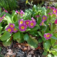 プリムラ　ジュリアンの画像