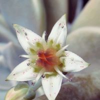 朧月,多肉植物,多肉多肉多肉,ありがとう❤️,癒しの空間の画像