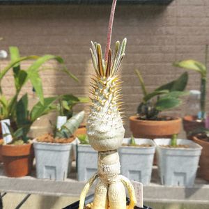 パキポディウム・グラキリス,コーデックス,パキポディウム属,キョウチクトウ科の画像